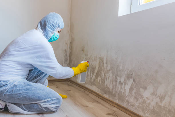 Best Mold Removal for HVAC Installations  in New Chicago, IN