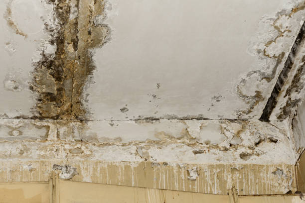Forensic Mold Investigation in New Chicago, IN