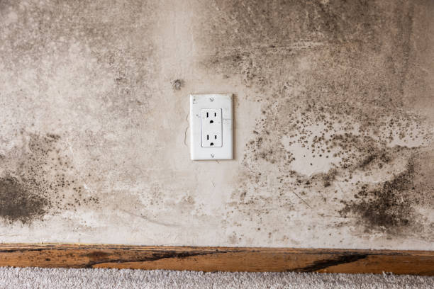 Best Commercial Mold Inspection  in New Chicago, IN