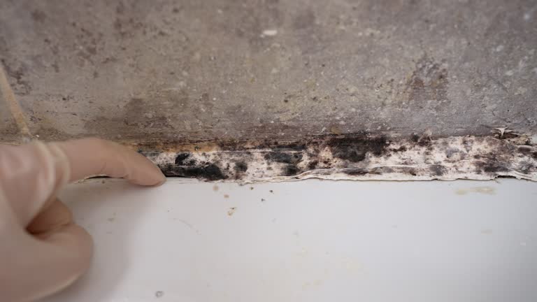 Best Mold Odor Removal Services  in New Chicago, IN