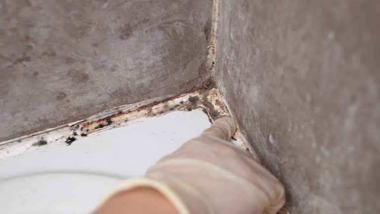 Best Airborne Mold Testing  in New Chicago, IN
